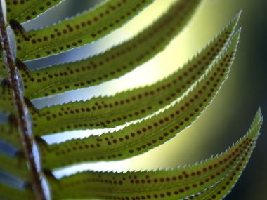 Vista_plant_wallpaper_vplants10_023