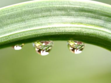 Vista_plant_wallpaper_vplants10_024