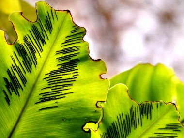 Vista_plant_wallpaper_vplants10_025