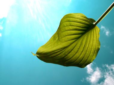 Vista_plant_wallpaper_vplants10_026