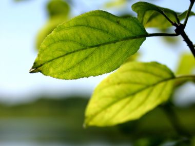 Vista_plant_wallpaper_vplants10_027