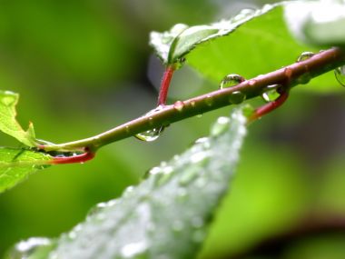 Vista_plant_wallpaper_vplants10_029