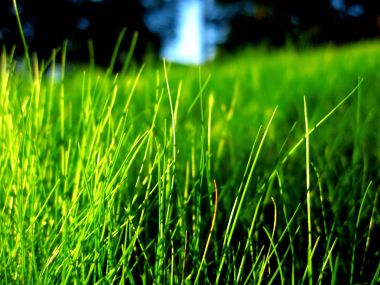 Vista Plant Wallpaper Vplants12 006