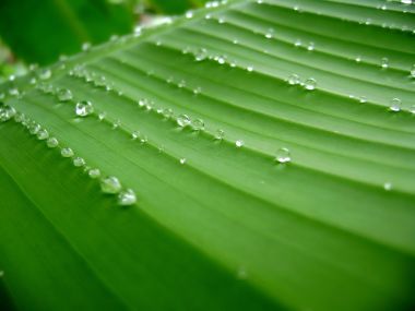 Vista Plant Wallpaper Vplants12 010