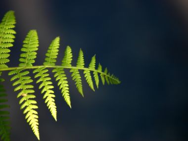 Vista Plant Wallpaper Vplants12 011