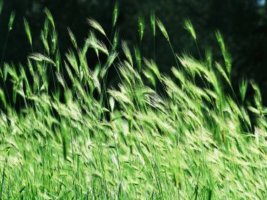 Vista Plant Wallpaper Vplants12 012