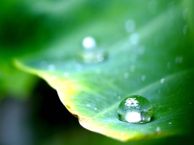 Vista Plant Wallpaper Vplants12 017