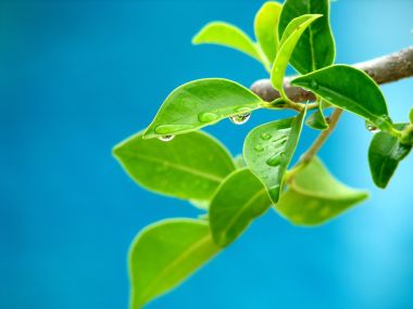 Vista Plant Wallpaper Vplants12 019