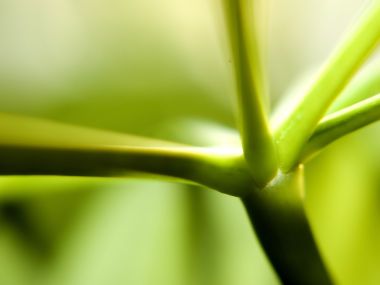 Vista Plant Wallpaper Vplants12 021