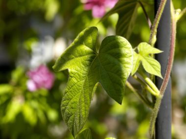 Vista Plant Wallpaper Vplants12 024