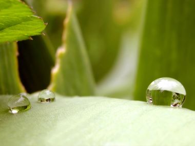 Vista Plant Wallpaper Vplants12 027