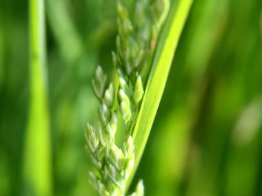 Vista Plant Wallpaper Vplants12 028