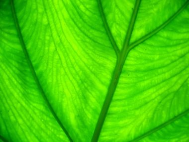 Vista Plant Wallpaper Vplants6 002