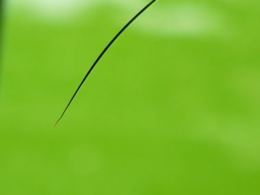 Vista Plant Wallpaper Vplants6 005