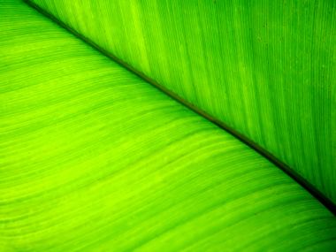 Vista Plant Wallpaper Vplants6 006