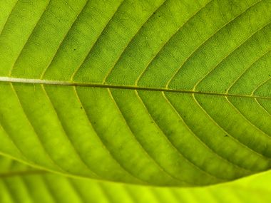 Vista Plant Wallpaper Vplants6 009