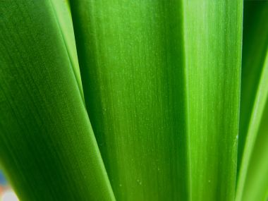 Vista Plant Wallpaper Vplants6 010