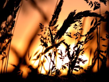 Vista Plant Wallpaper Vplants6 011