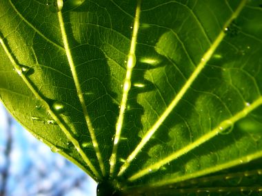 Vista Plant Wallpaper Vplants6 013
