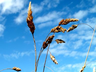 Vista Plant Wallpaper Vplants6 014