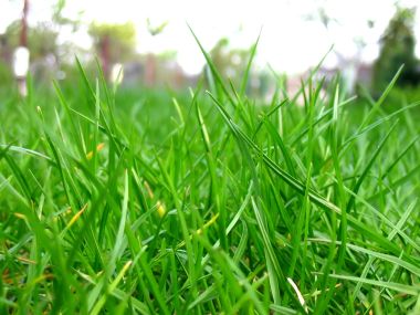 Vista Plant Wallpaper Vplants6 015