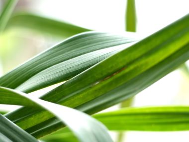 Vista Plant Wallpaper Vplants6 018