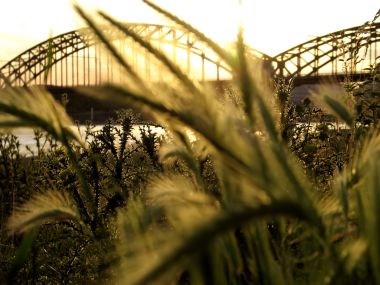 Vista Plant Wallpaper Vplants6 021