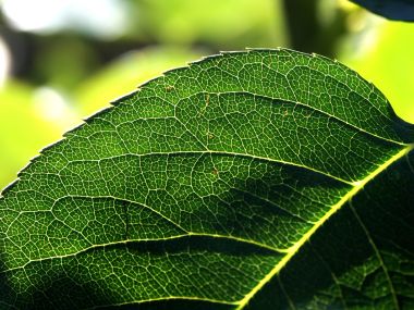 Vista Plant Wallpaper Vplants6 025