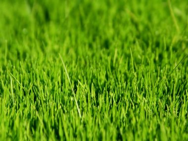 Vista Plant Wallpaper Vplants6 030