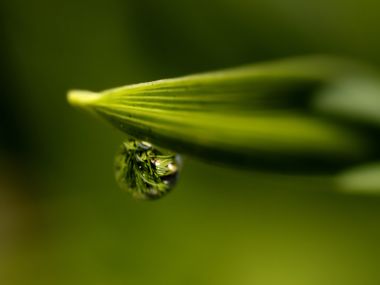 Vista_plant_wallpaper_vplants7_001