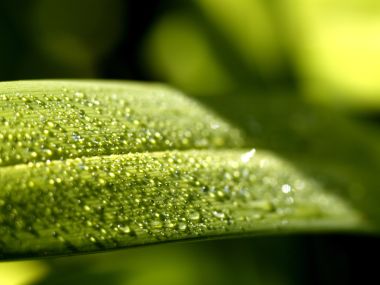 Vista_plant_wallpaper_vplants7_002