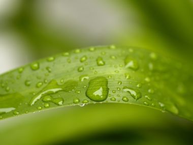 Vista_plant_wallpaper_vplants7_003