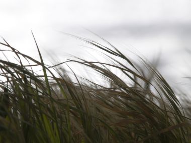 Vista_plant_wallpaper_vplants7_006