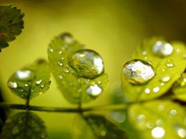 Vista_plant_wallpaper_vplants7_007