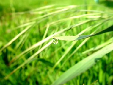 Vista_plant_wallpaper_vplants7_008