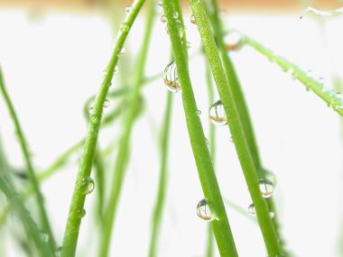 Vista_plant_wallpaper_vplants7_009