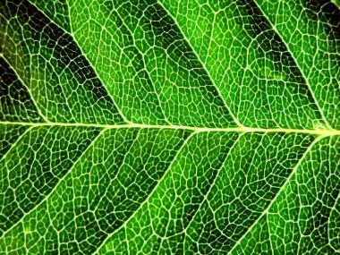 Vista_plant_wallpaper_vplants7_010