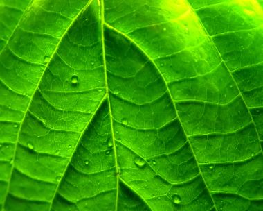 Vista_plant_wallpaper_vplants7_011