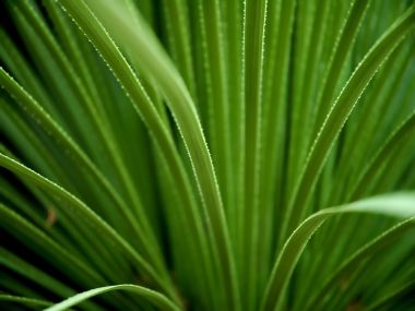 Vista_plant_wallpaper_vplants7_014