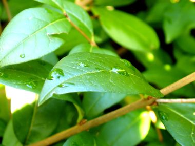 Vista_plant_wallpaper_vplants7_015
