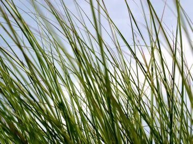 Vista_plant_wallpaper_vplants7_016