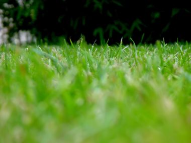 Vista_plant_wallpaper_vplants7_020
