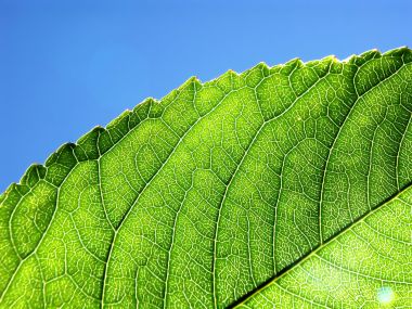 Vista_plant_wallpaper_vplants7_021