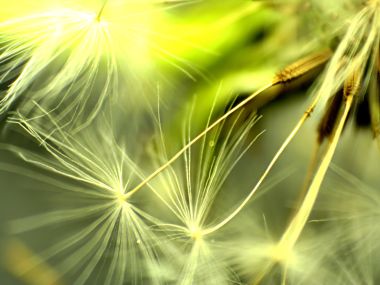 Vista_plant_wallpaper_vplants7_023