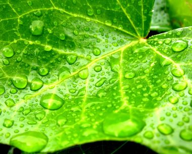 Vista_plant_wallpaper_vplants7_024