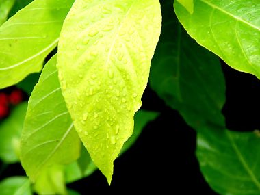 Vista_plant_wallpaper_vplants7_026