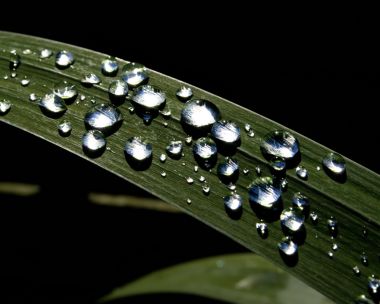 Vista_plant_wallpaper_vplants7_027