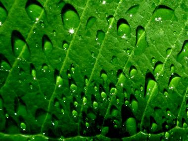 Vista_plant_wallpaper_vplants7_028