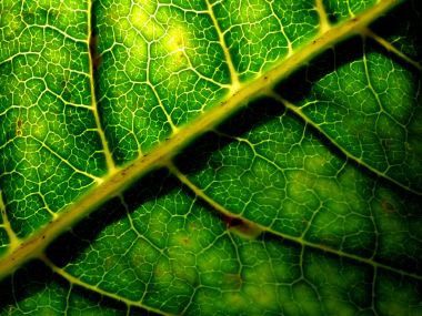 Vista_plant_wallpaper_vplants7_029