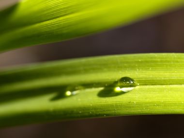 Vista_plant_wallpaper_vplants8_001
